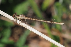Platycnemis acutipennis