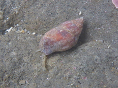 Amphissa versicolor