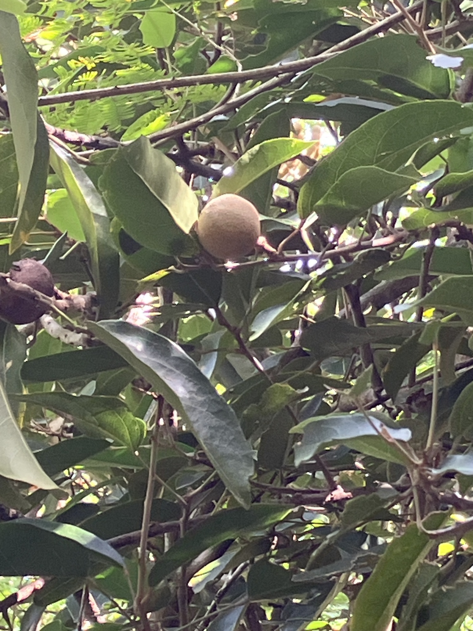 Morisonia Americana (Morisonia americana)