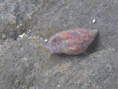 Amphissa versicolor