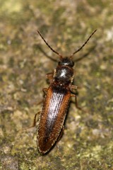 Dalopius marginatus