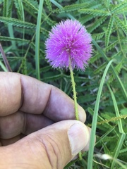 Mimosa hystricina
