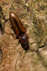 Dalopius marginatus