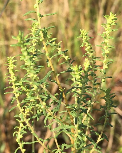 Iva microcephala Nutt.