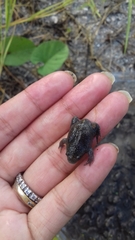 Rhinophrynus dorsalis