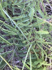 Mimosa hystricina