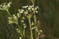 Alepidea cordifolia