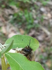 Osmia taurus