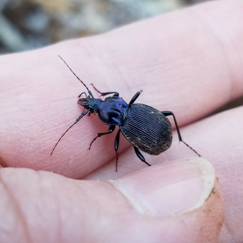 Two-ridged False Snail-eating Beetle