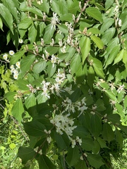Lonicera maackii