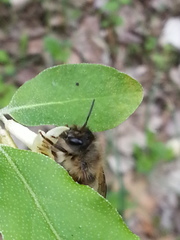 Osmia taurus