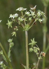 Alepidea cordifolia