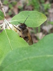 Osmia taurus