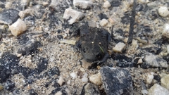 Rhinophrynus dorsalis