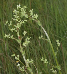 Alepidea cordifolia