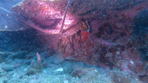 Caribbean Spiny Lobster