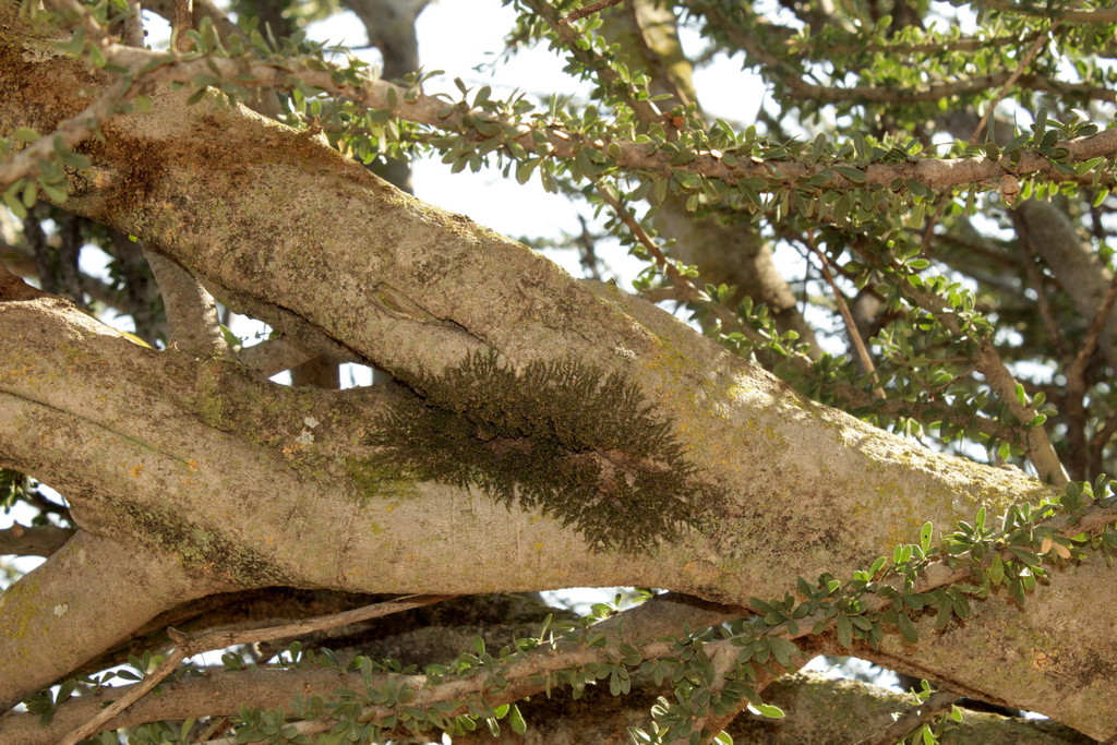 Fabronia pilifera