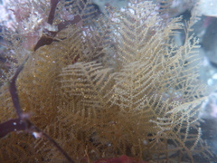 Abietinaria