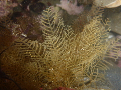 Abietinaria