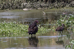 Cathartes aura image