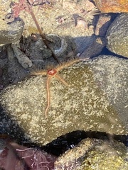 Ophiothrix spiculata image