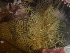 Abietinaria