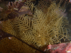 Abietinaria