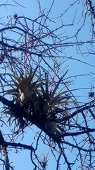 Tillandsia makoyana