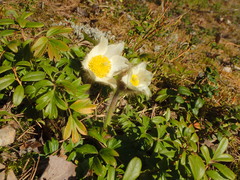 Pulsatilla vernalis