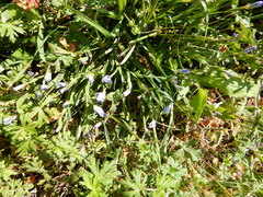 Sisyrinchium pruinosum