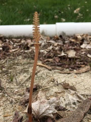 Equisetum sylvaticum