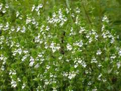 Euphrasia maximowiczii