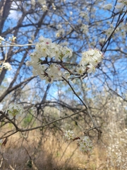 Pyrus calleryana image