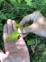 Quercus sinuata breviloba