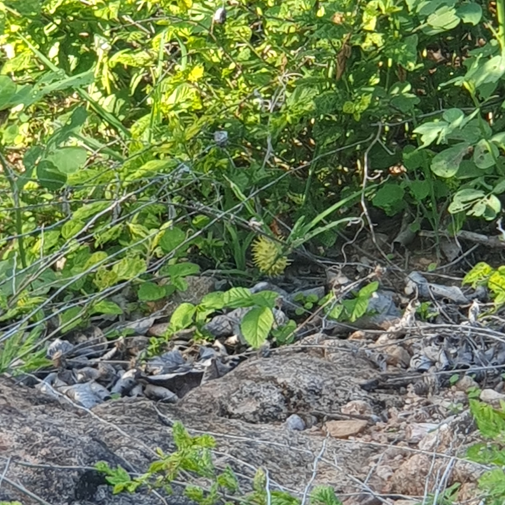 Cucumis anguria