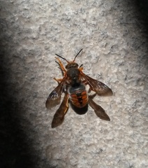 Rhodanthidium sticticum
