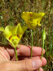 Calochortus superbus