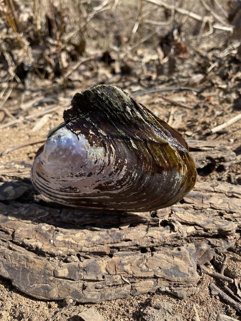 Pink Heelsplitter in February 2024 by swurst · iNaturalist