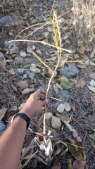 Tillandsia makoyana