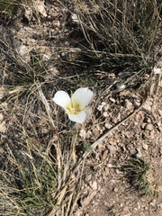 Calochortus ambiguus