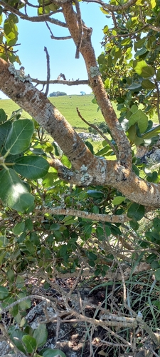 Image of Ficus glumosa by (c) Adele SL, some rights reserved (CC BY)