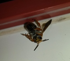 Rhodanthidium sticticum