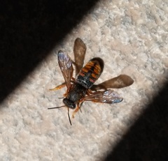 Rhodanthidium sticticum