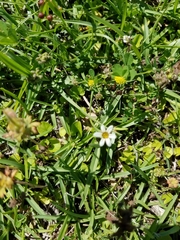 Sisyrinchium albidum