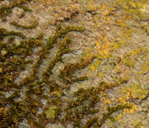 Fabronia pilifera image