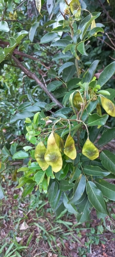 Image of Dalbergia obovata by (c) Adele SL, some rights reserved (CC BY)