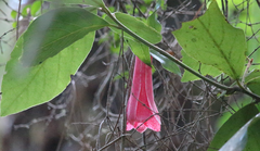 Lapageria rosea
