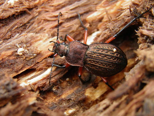 Carabus cancellatus Illiger, 1798
