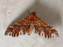 Monarcha magicaria
