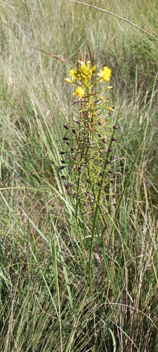 Image of Bulbine abyssinica by (c) Adele SL, some rights reserved (CC BY)